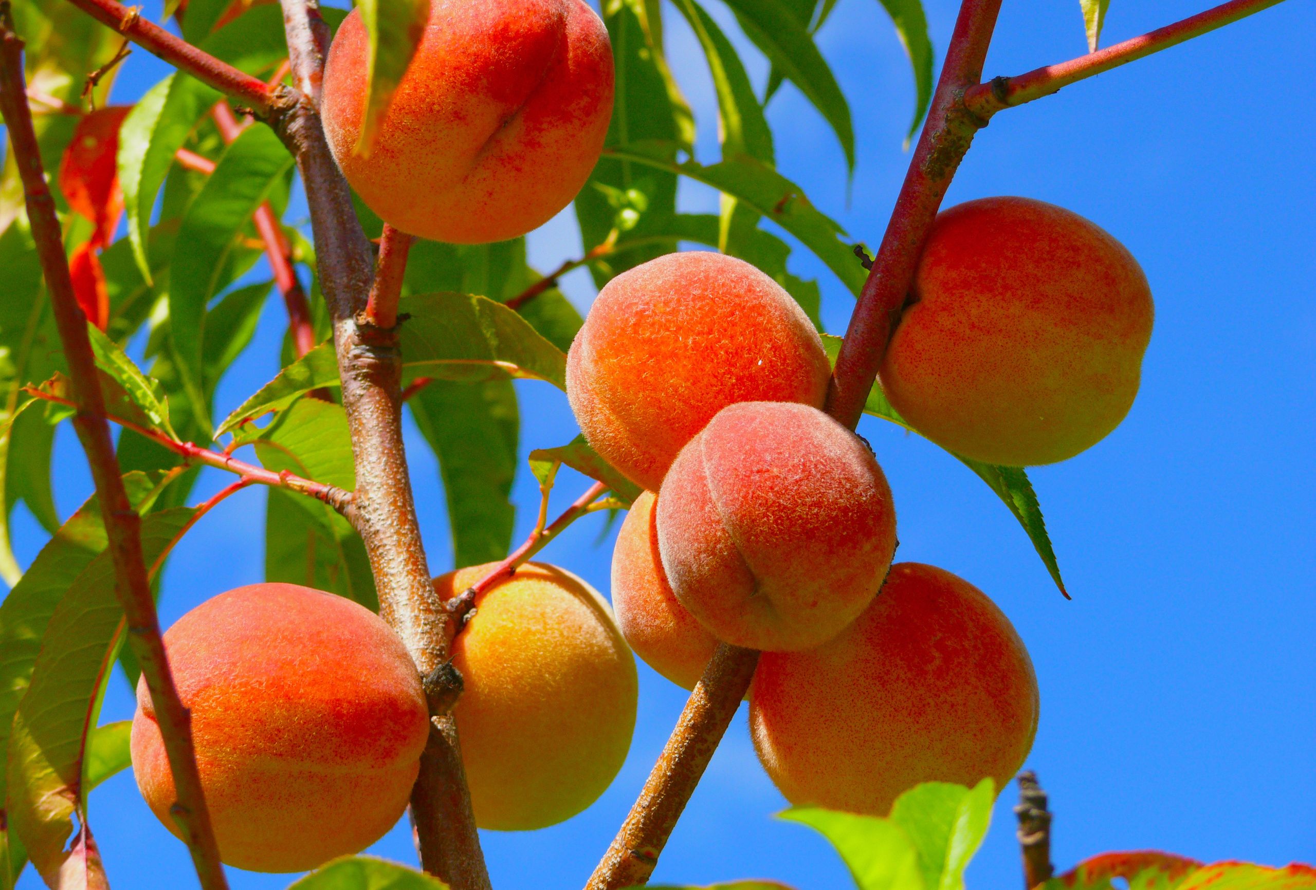 Cherrybrook Farms peaches